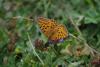 Argynnis aglaja